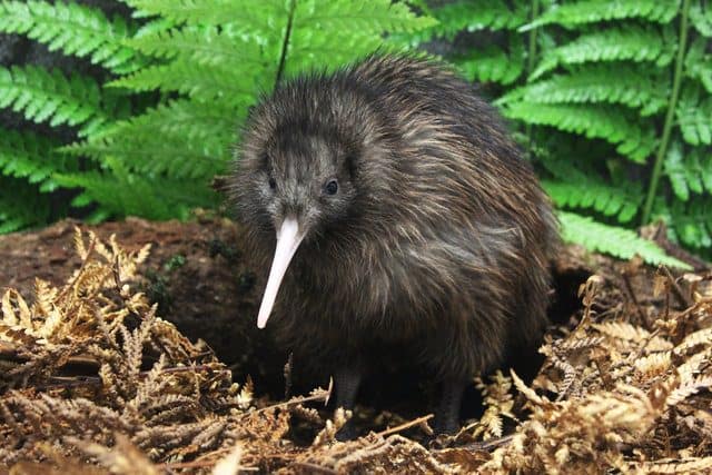 New Zealand Kiwi - Pukaha National Wildlife Centre