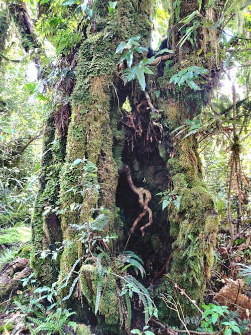 The Goblin Forest, Taranaki