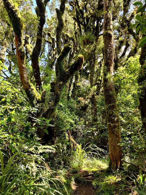 The Goblin Forest, Taranaki